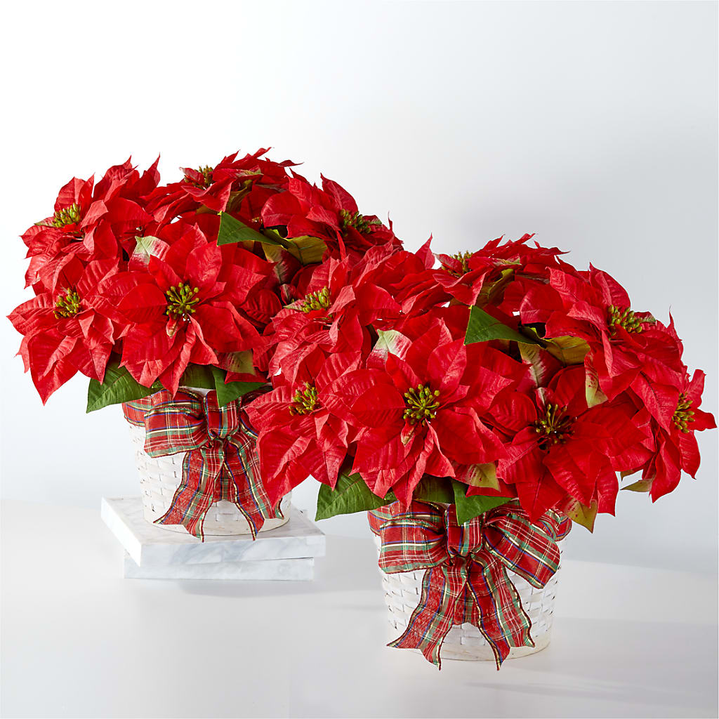 Happiest Holidays Poinsettia Bundle – Flower Shop Of Farmingdale, Farmingdale NY