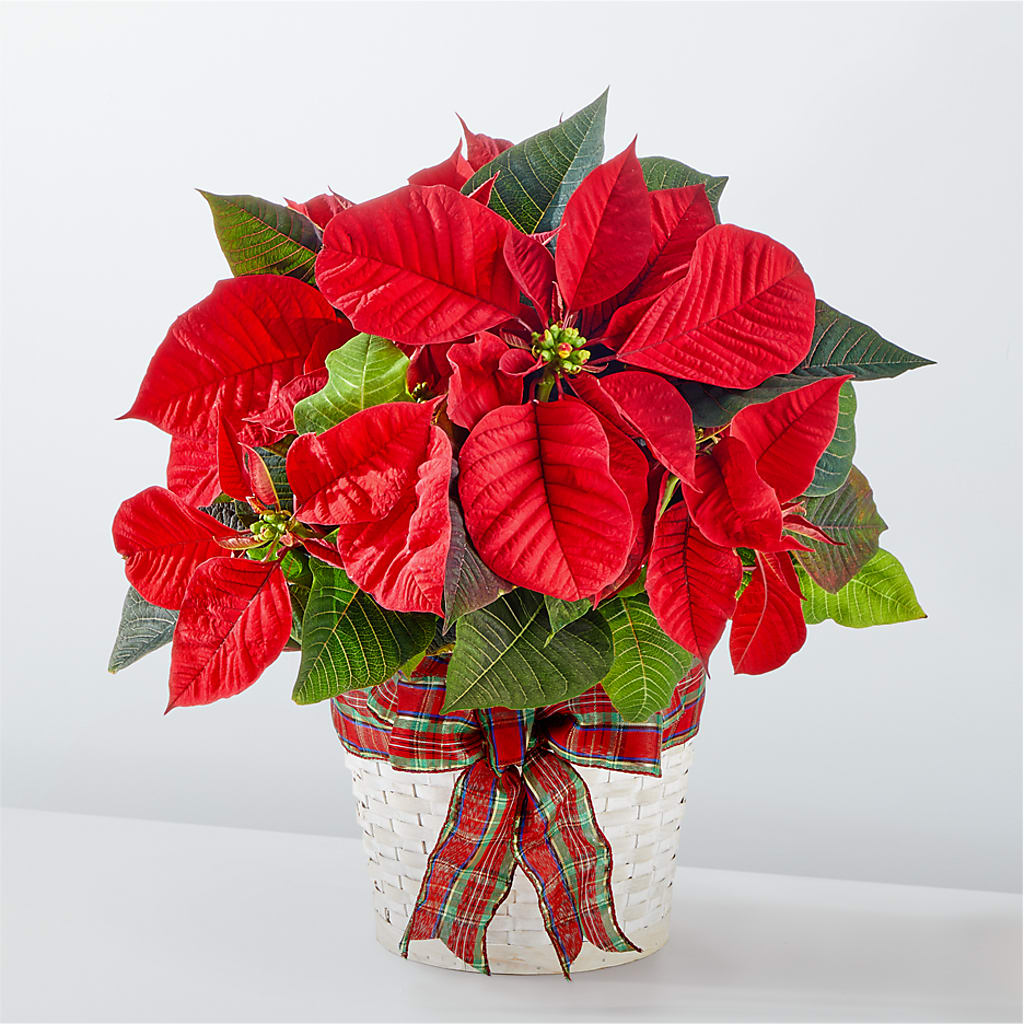 Happiest Holidays Poinsettia – Flower Shop Of Farmingdale, Farmingdale NY