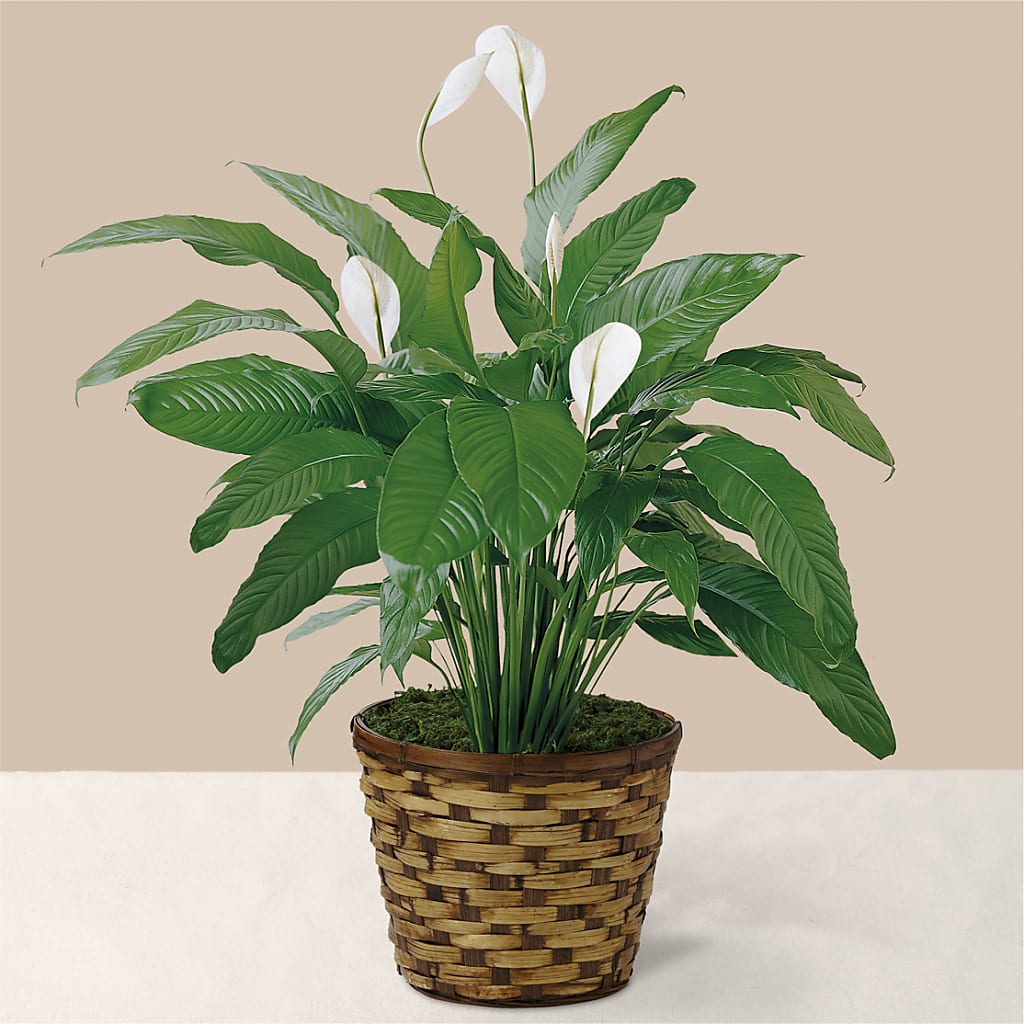 Tranquil Moments Peace Lily Plant – Flower Shop Of Farmingdale, Farmingdale NY