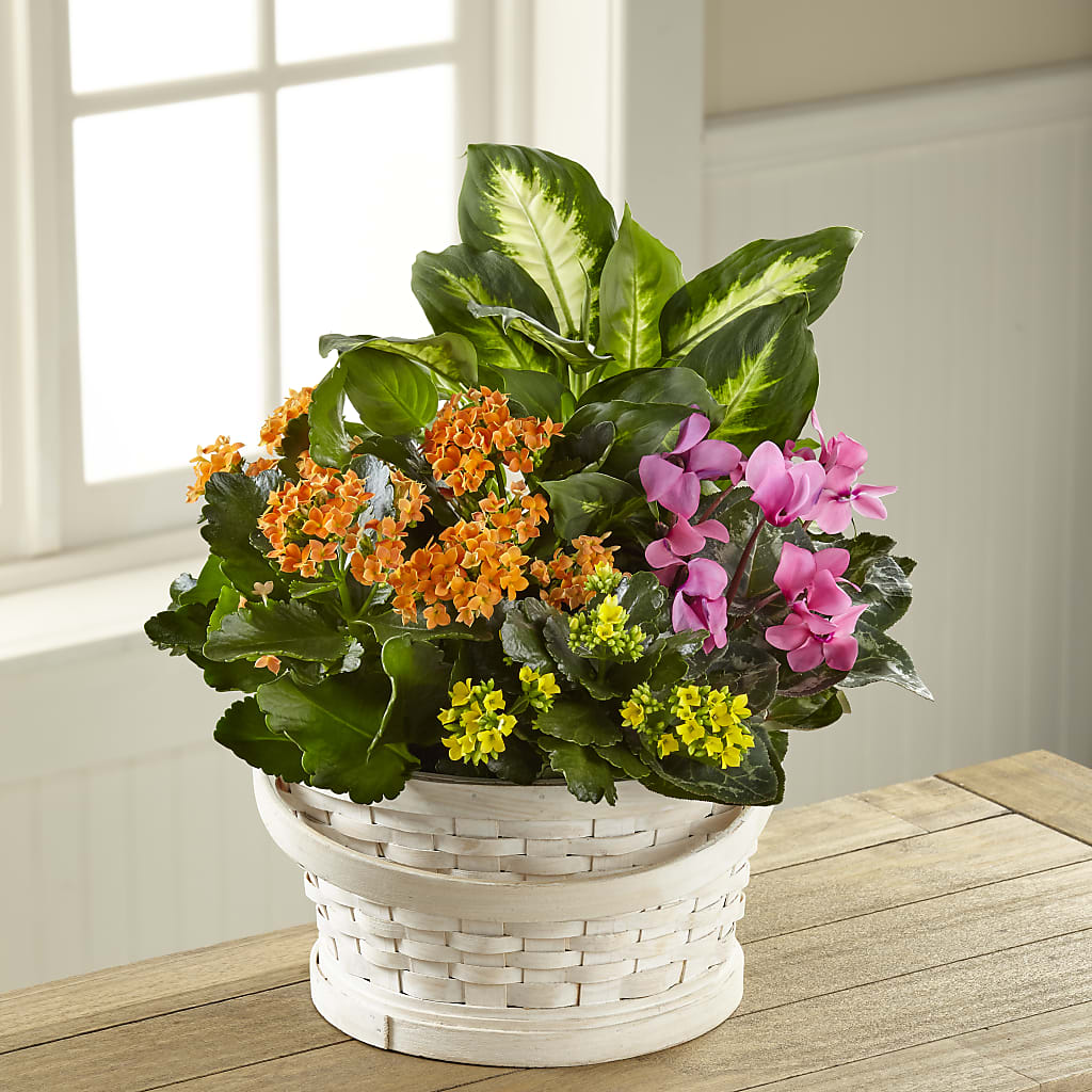 Color Crush Dishgarden – Flower Shop Of Farmingdale, Farmingdale NY