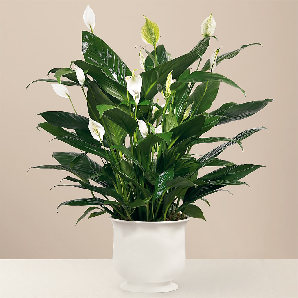 Comfort Planter – Flower Shop Of Farmingdale, Farmingdale NY