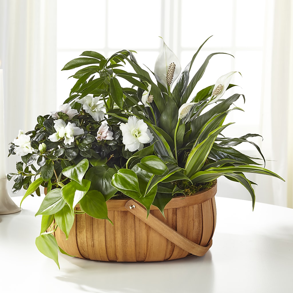 Serene Dishgarden – Flower Shop Of Farmingdale, Farmingdale NY