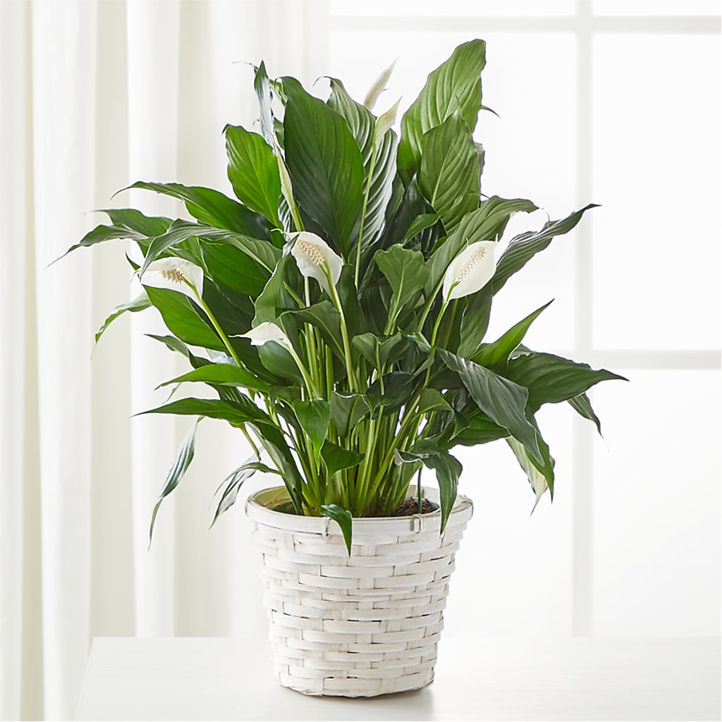 A New Leaf Peace Lily – Flower Shop Of Farmingdale, Farmingdale NY