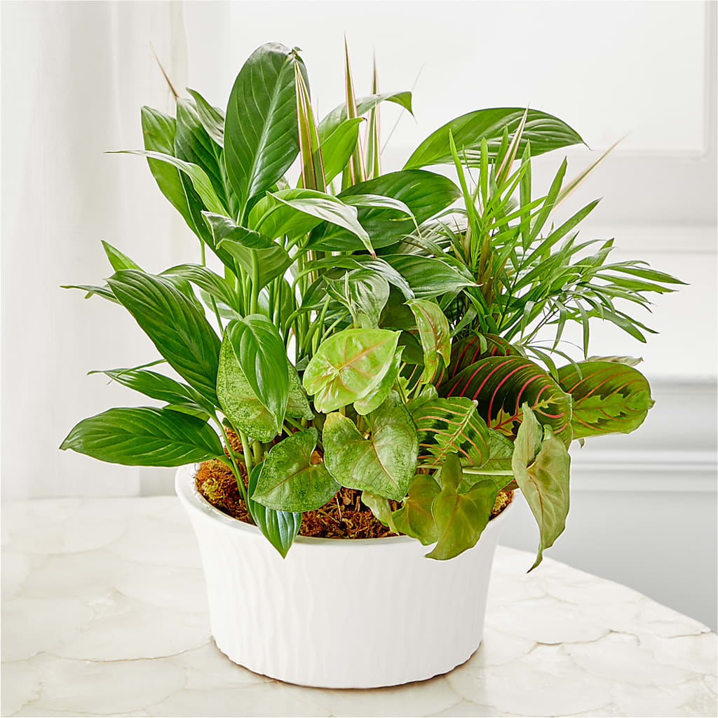 Balance & Harmony Dishgarden – Flower Shop Of Farmingdale, Farmingdale NY