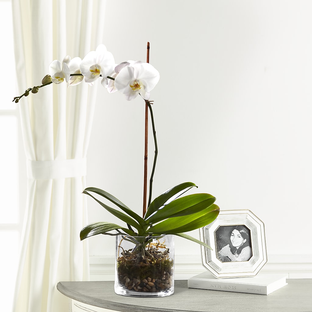White Orchid Planter – Flower Shop Of Farmingdale, Farmingdale NY