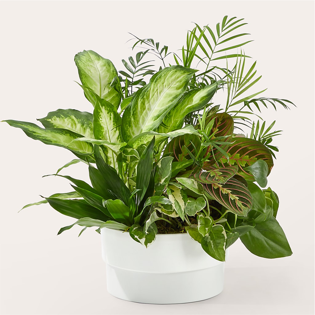 Radiating Positivity Dishgarden – Flower Shop Of Farmingdale, Farmingdale NY