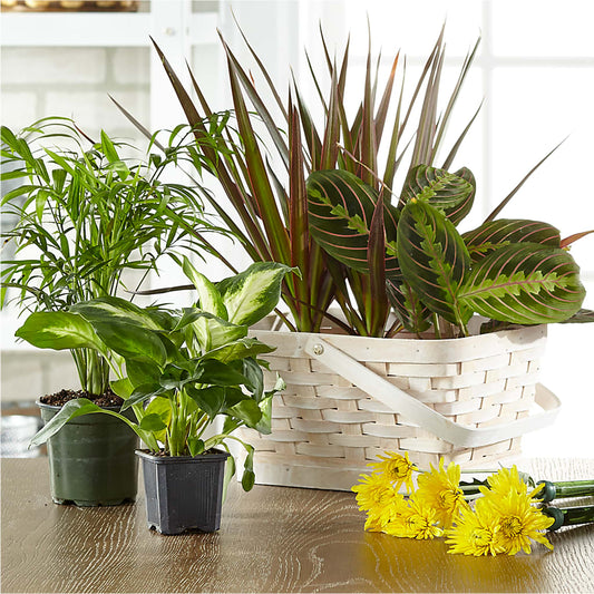 Florist Designed Blooming and Green Plants in a Basket –  Flower Shop Of Farmingdale, Farmingdale NY