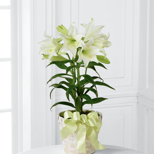 Easter Lily Plant –  Flower Shop Of Farmingdale, Farmingdale NY