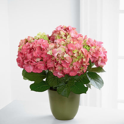 Pink Hydrangea Planter –  Flower Shop Of Farmingdale, Farmingdale NY