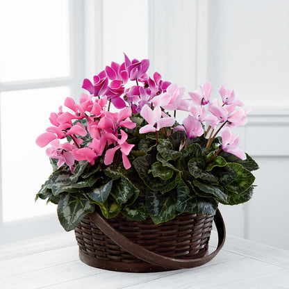 Mixed Cyclamen Planter –  Flower Shop Of Farmingdale, Farmingdale NY