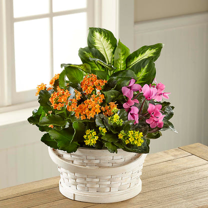 Color Crush Dishgarden –  Flower Shop Of Farmingdale, Farmingdale NY