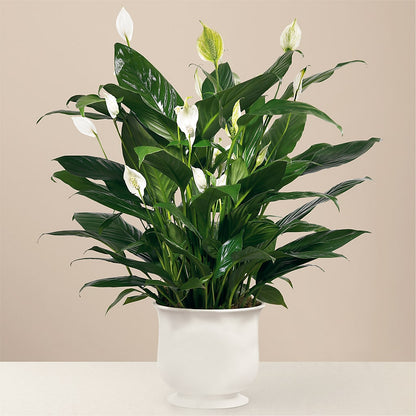 Comfort Planter –  Flower Shop Of Farmingdale, Farmingdale NY