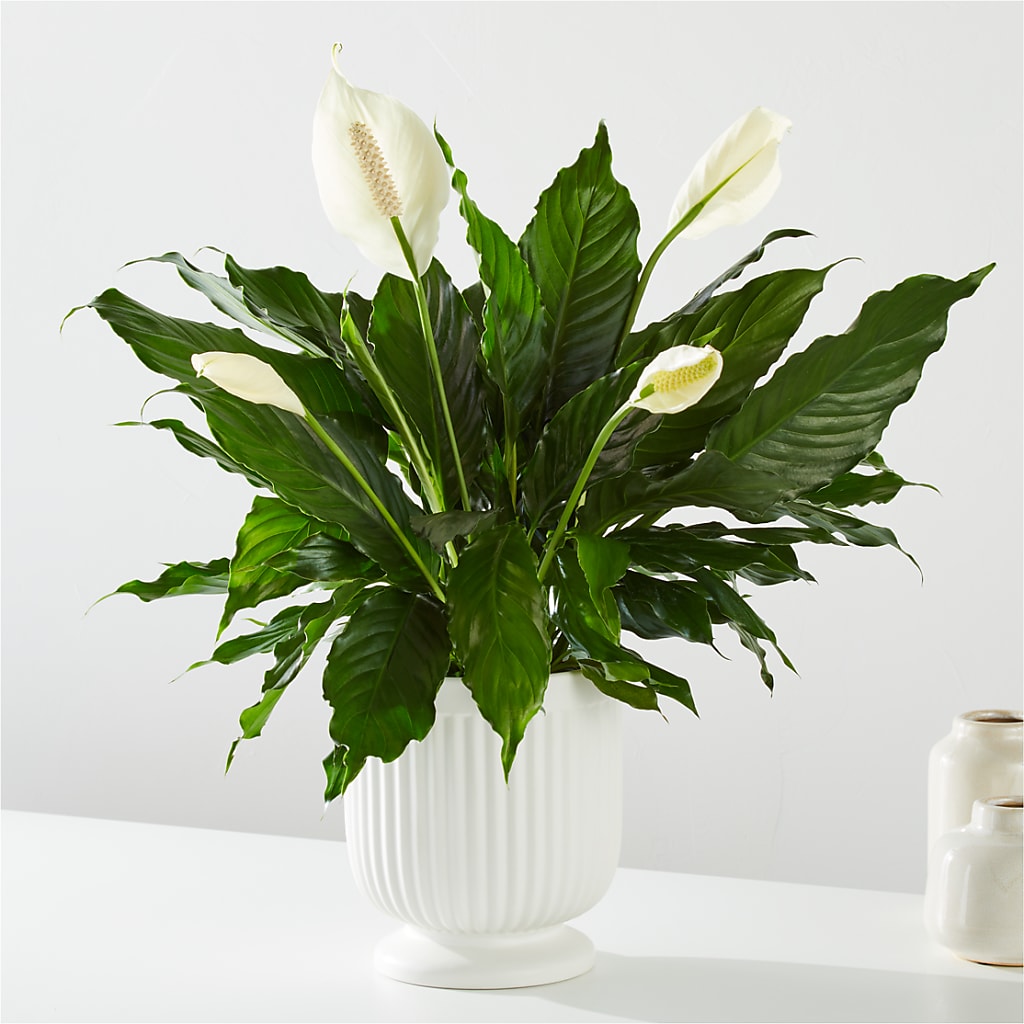 Comfort Planter –  Flower Shop Of Farmingdale, Farmingdale NY