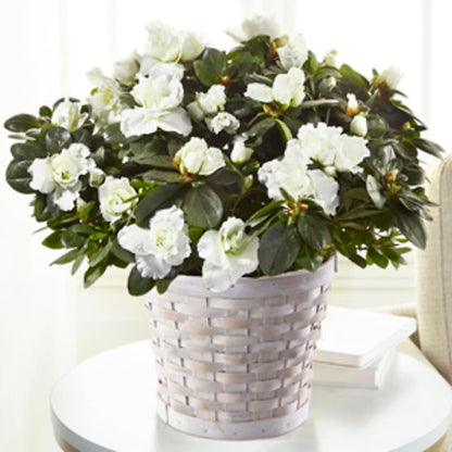 White Azalea Plant –  Flower Shop Of Farmingdale, Farmingdale NY
