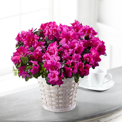Hope & Serenity Azalea Plant –  Flower Shop Of Farmingdale, Farmingdale NY