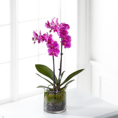 Pink Orchid Plant –  Flower Shop Of Farmingdale, Farmingdale NY