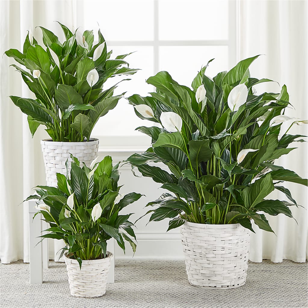 A New Leaf Peace Lily –  Flower Shop Of Farmingdale, Farmingdale NY