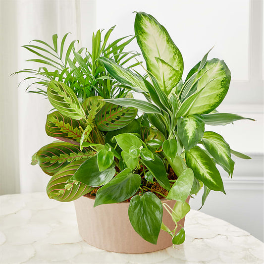 Balance & Harmony Dishgarden –  Flower Shop Of Farmingdale, Farmingdale NY