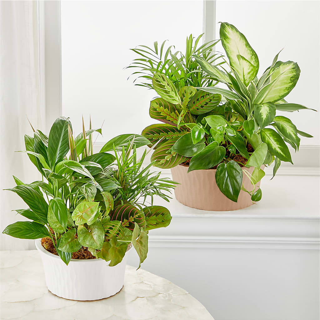 Balance & Harmony Dishgarden –  Flower Shop Of Farmingdale, Farmingdale NY