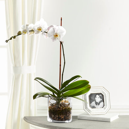 White Orchid Planter –  Flower Shop Of Farmingdale, Farmingdale NY